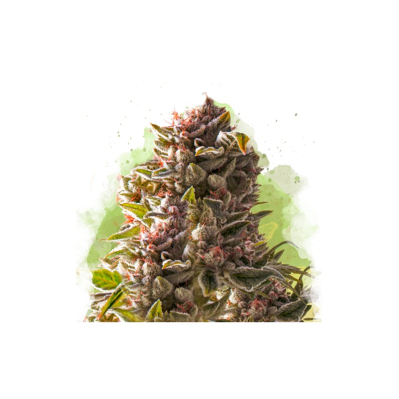 AUTO AURORA INDICA · Nirvana Seeds · kenevir tohum · AutoFem