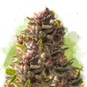 AUTO AURORA INDICA · Nirvana Seeds · kenevir tohum · AutoFem