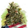 AUTO GELATO · Nirvana Seeds · kenevir tohum · AutoFem