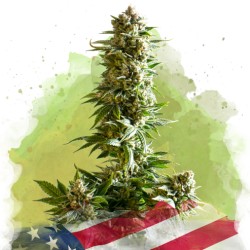 AUTO GIRL SCOUT COOKIES · Nirvana Seeds · cannabis seeds · AutoFem