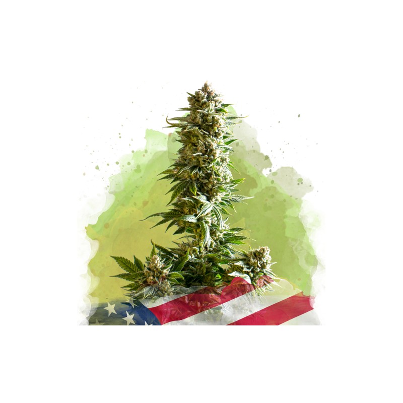 AUTO GIRL SCOUT COOKIES · Nirvana Seeds · cannabis seeds · AutoFem