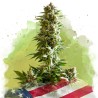 AUTO GIRL SCOUT COOKIES · Nirvana Seeds · kenevir tohum · AutoFem