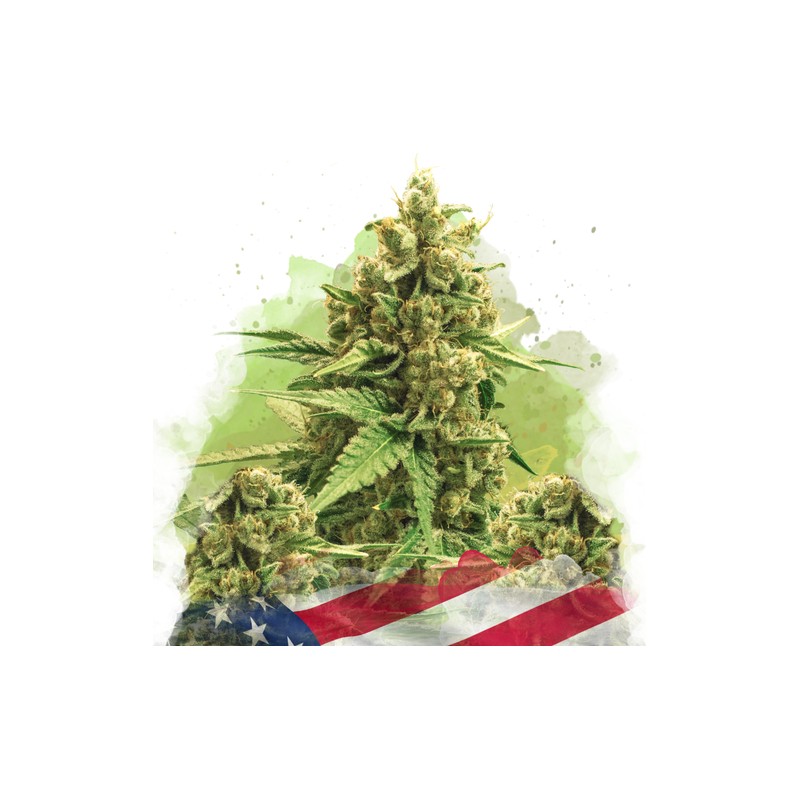 AUTO ORIGINAL GLUE · Nirvana Seeds · kenevir tohum · AutoFem
