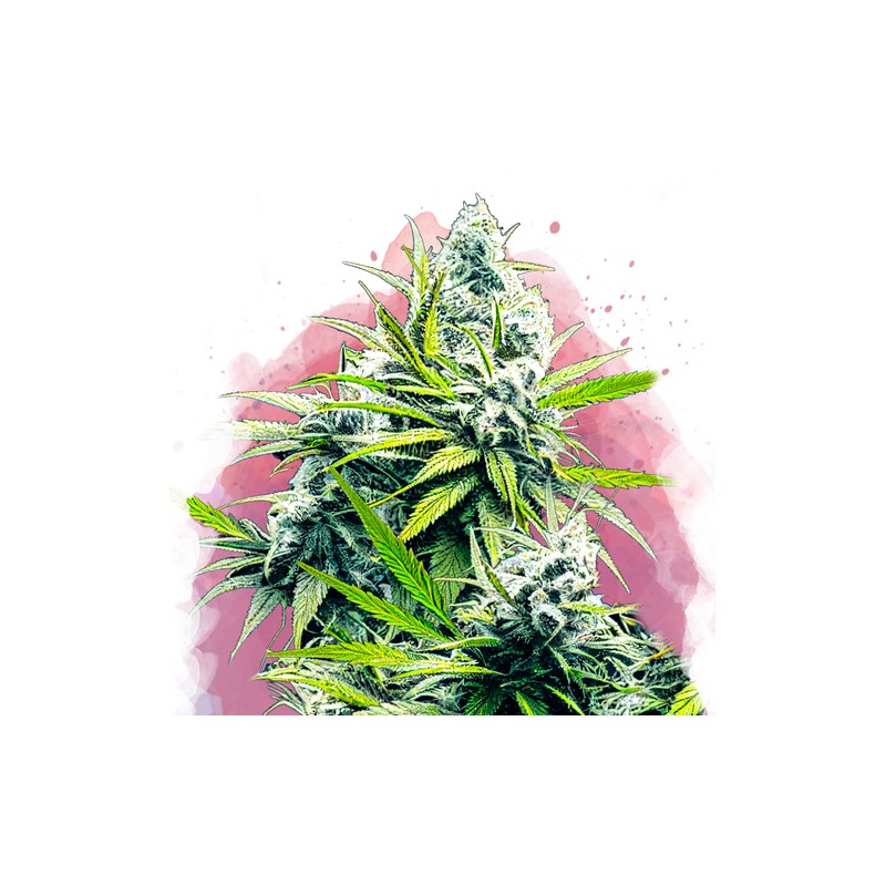 B-52 · Nirvana Seeds · kenevir tohum · Disi · Fem