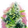 B-52 · Nirvana Seeds · kenevir tohum · Disi · Fem