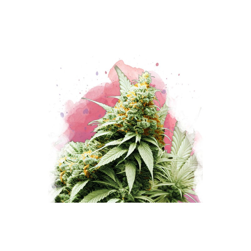 BIG BUD · Nirvana Seeds · kenevir tohum · Disi · Fem
