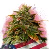 GELATO · Nirvana Seeds · kenevir tohum · Disi · Fem