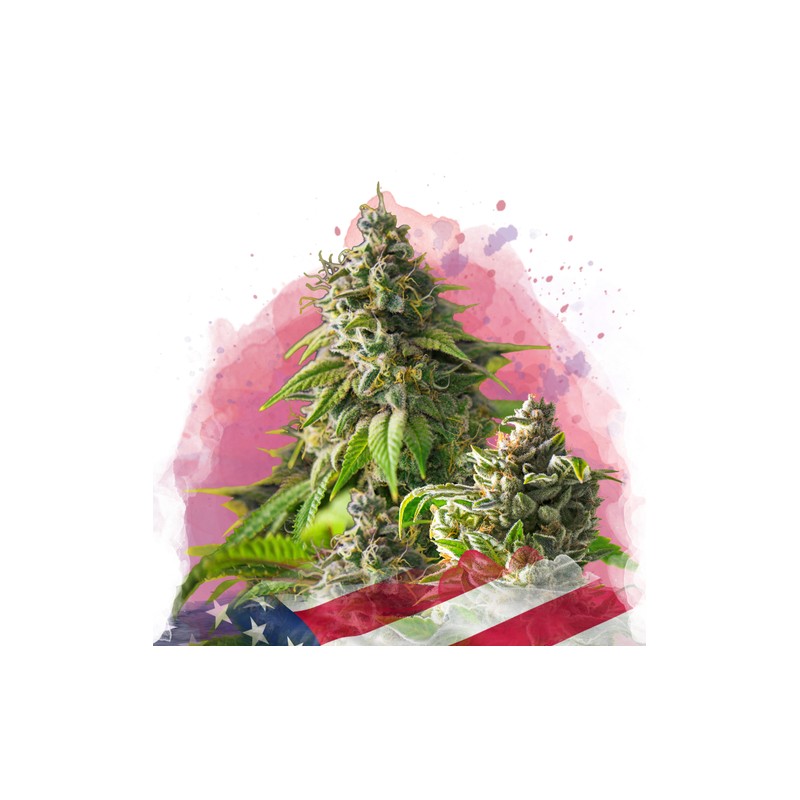GIRL SCOUT COOKIES · Nirvana Seeds · kenevir tohum · Disi · Fem