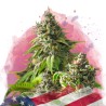 GIRL SCOUT COOKIES · Nirvana Seeds · kenevir tohum · Disi · Fem