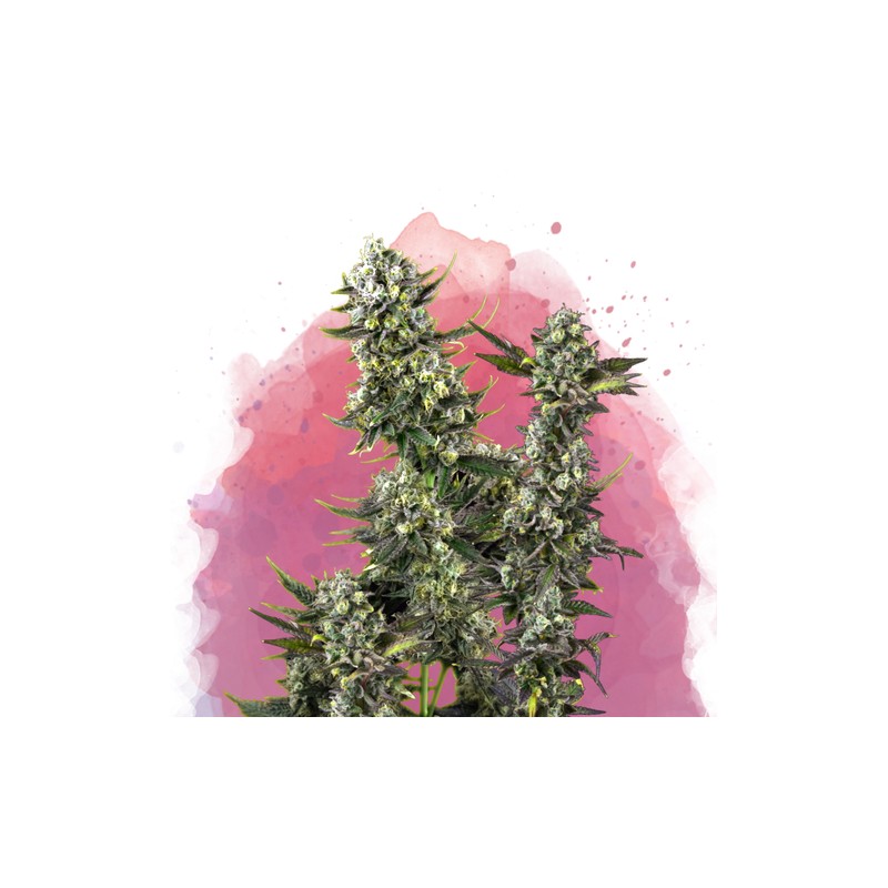 HINDU KUSH · Nirvana Seeds · kenevir tohum · Disi · Fem