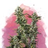 HINDU KUSH · Nirvana Seeds · kenevir tohum · Disi · Fem