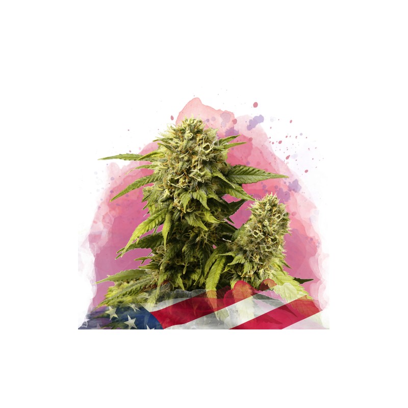 ORIGINAL GLUE · Nirvana Seeds · kenevir tohum · Disi · Fem