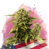 ORIGINAL GLUE · Nirvana Seeds · kenevir tohum · Disi · Fem