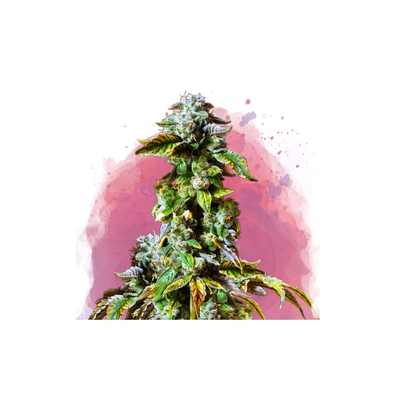 DURBAN POISON · Nirvana Seeds · kenevir tohum · Disi · Fem