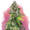 SKUNK 1 · Nirvana Seeds · kenevir tohum · Disi · Fem