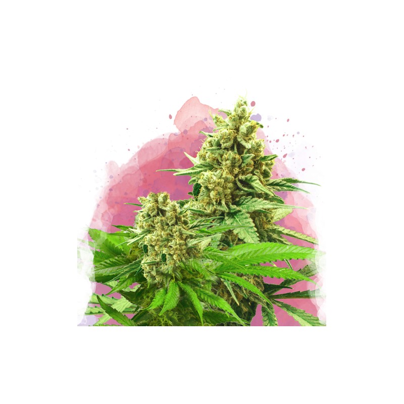 SOMANGO XXL · Nirvana Seeds · kenevir tohum · Disi · Fem