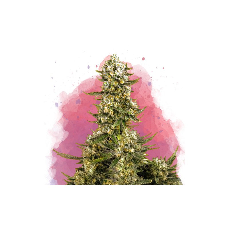 SUPER SILVER HAZE · Nirvana Seeds · kenevir tohum · Disi · Fem