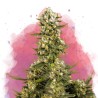 SUPER SILVER HAZE · Nirvana Seeds · kenevir tohum · Disi · Fem