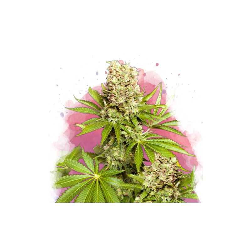 HAWAII MAUI WAUI · Nirvana Seeds · kenevir tohum · Disi · Fem