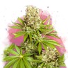 HAWAII MAUI WAUI · Nirvana Seeds · cannabis seeds · Fem