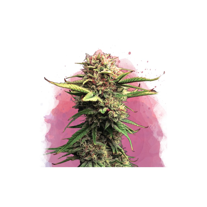 JOCK HORROR · Nirvana Seeds · kenevir tohum · Disi  · Fem