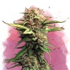 JOCK HORROR · Nirvana Seeds · kenevir tohum · Disi  · Fem
