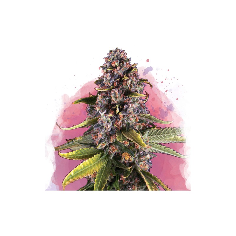 RASPBERRY COUGH · Nirvana Seeds · cannabis seeds · Fem