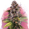 RASPBERRY COUGH · Nirvana Seeds · kenevir tohum · Disi · Fem