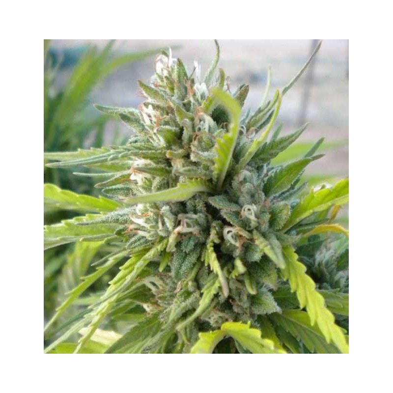 WHITE RHINO · Nirvana Seeds · cannabis seeds · Fem