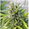 WHITE RHINO · Nirvana Seeds · kenevir tohum · Disi · Fem