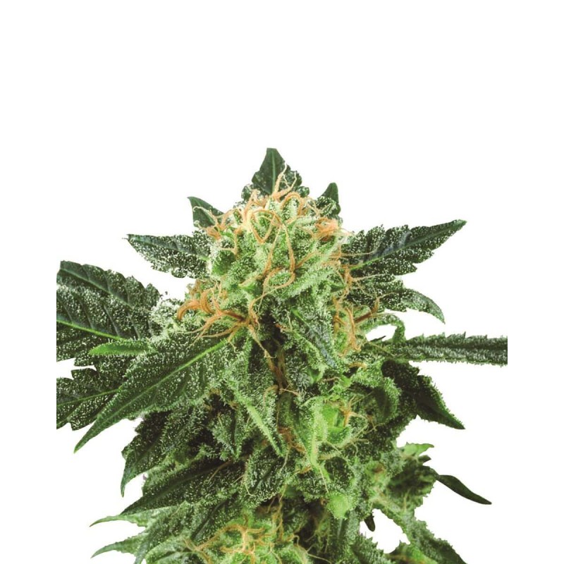 SHORT RIDER AUTO · Nirvana Seeds · kenevir tohum · AutoFem