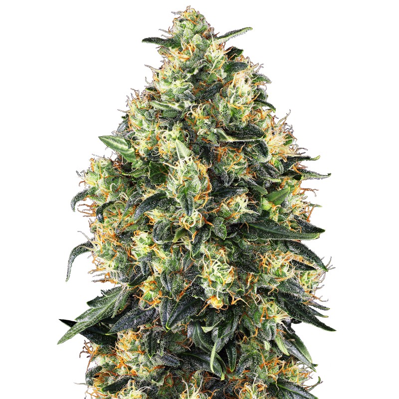 SUPER SKUNK AUTO · Sensi Seeds · kenevir tohum · AutoFem