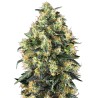 SUPER SKUNK AUTO · Sensi Seeds · cannabis seeds · AutoFem