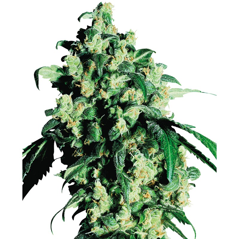 SUPER SKUNK · Sensi Seeds · cannabis seeds · Fem