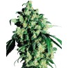 SUPER SKUNK · Sensi Seeds · cannabis seeds · Fem