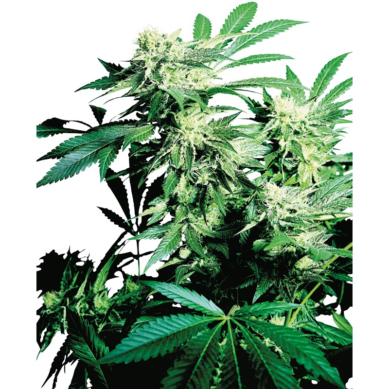 SKUNK KUSH · Sensi Seeds · cannabis seeds · Fem