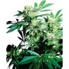 SKUNK KUSH · Sensi Seeds · cannabis seeds · Fem