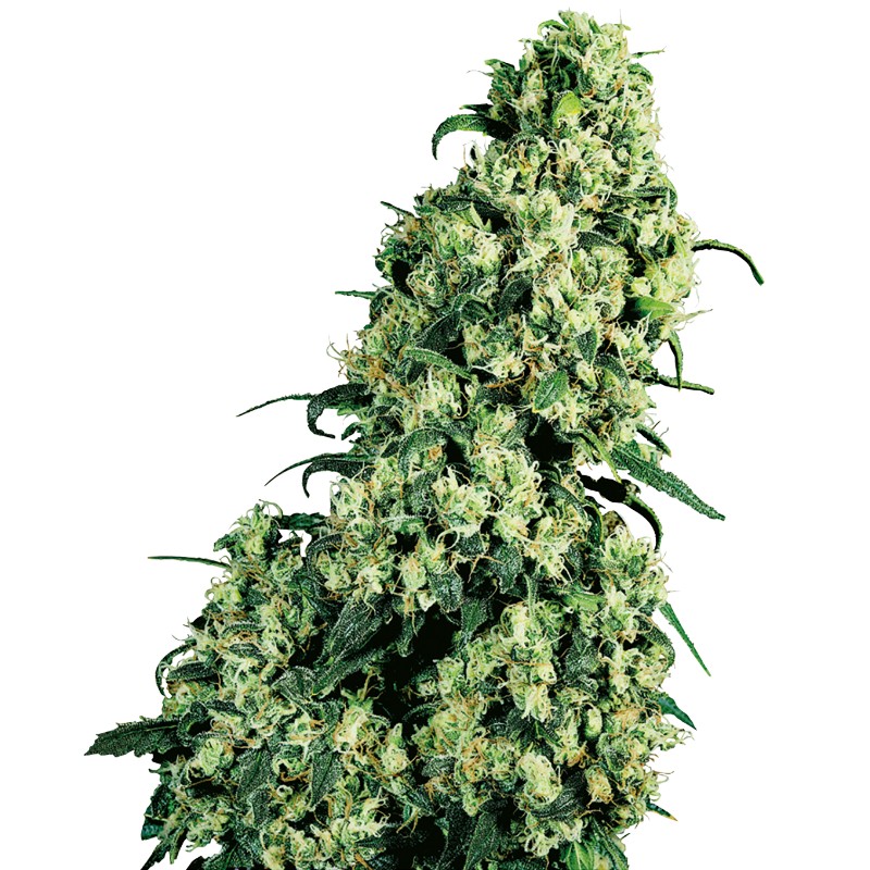 SKUNK 1 · Sensi Seeds · cannabis seeds · Fem