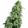 SKUNK 1 · Sensi Seeds · kenevir tohum · Disi · Fem
