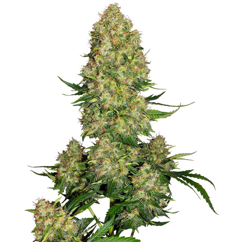 SKUNK 1 AUTO · Sensi Seeds · kenevir tohum · AutoFem