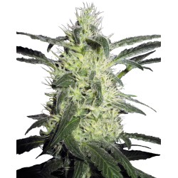 SILVER HAZE · Sensi Seeds ·...