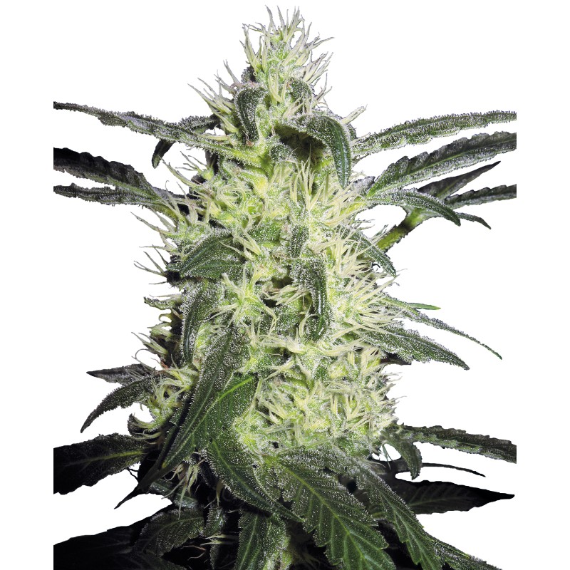 SILVER HAZE · Sensi Seeds · cannabis seeds · Fem