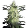 SILVER HAZE · Sensi Seeds · kenevir tohum · Disi · Fem