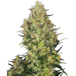 SHIVA SKUNK · Sensi Seeds ·...