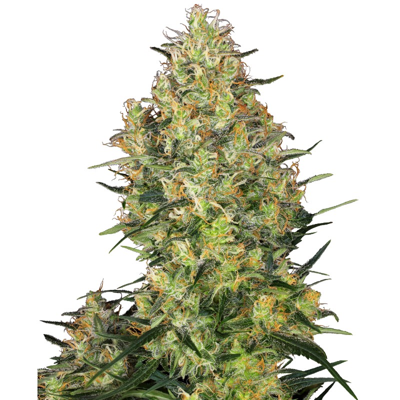 SHIVA SKUNK · Sensi Seeds · kenevir tohum · Disi · Fem