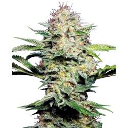 SENSI SKUNK AUTOMATIC ·...