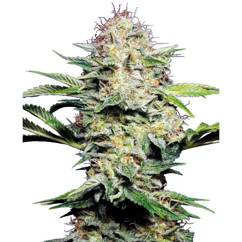 SENSI SKUNK AUTOMATIC · Sensi Seeds · cannabis seeds · AutoFem