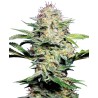 SENSI SKUNK AUTOMATIC · Sensi Seeds · cannabis seeds · AutoFem