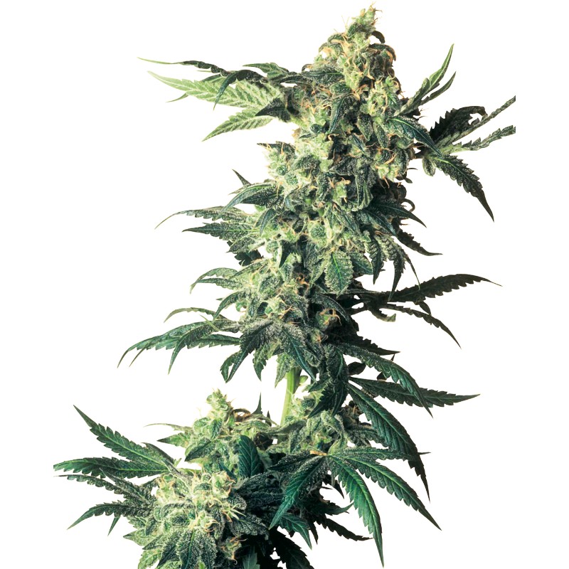 NORTHERN LIGHTS · Sensi Seeds · cannabis seeds · Fem
