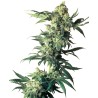 NORTHERN LIGHTS · Sensi Seeds · cannabis seeds · Fem